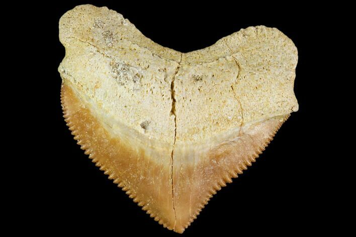 Fossil Crow Shark (Squalicorax) Tooth- Morocco #110094